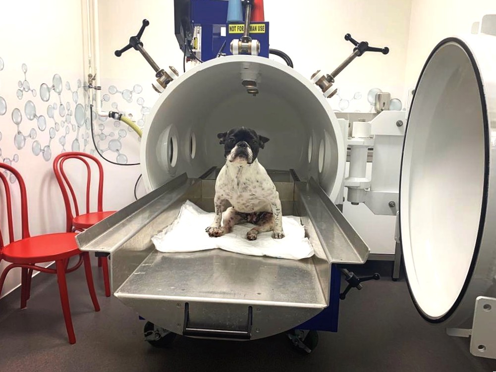 Grupo VetArrábida integra IVC Evidensia