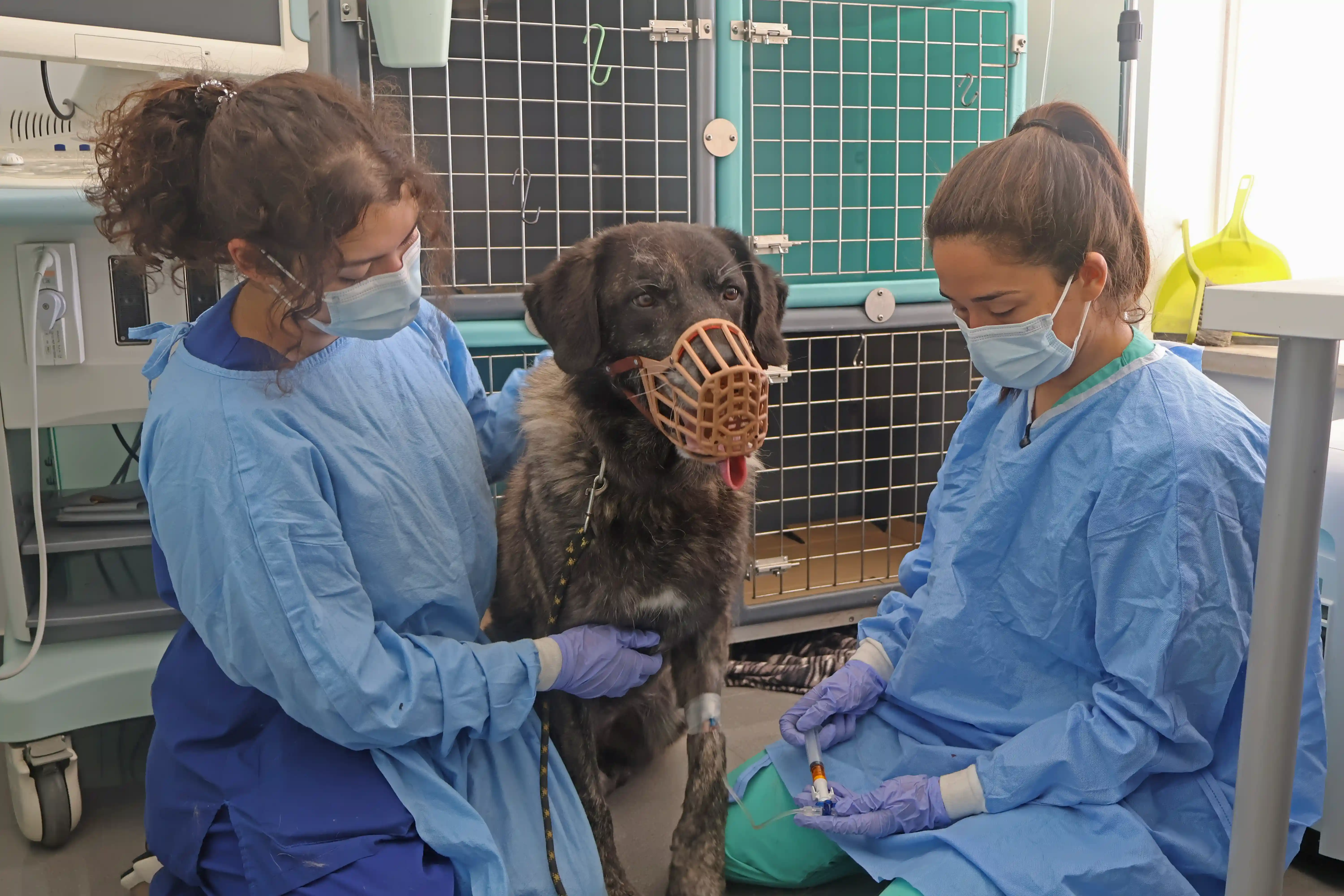 Quimioterapia HV Cão de Ló