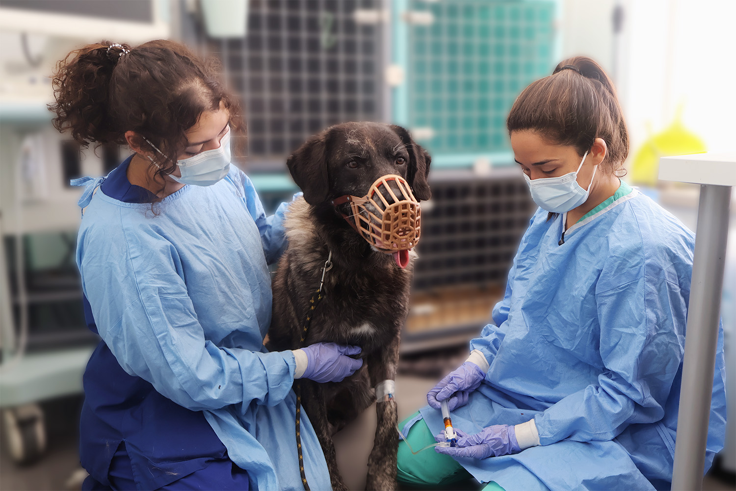 Quimioterapia HV Cão de Ló